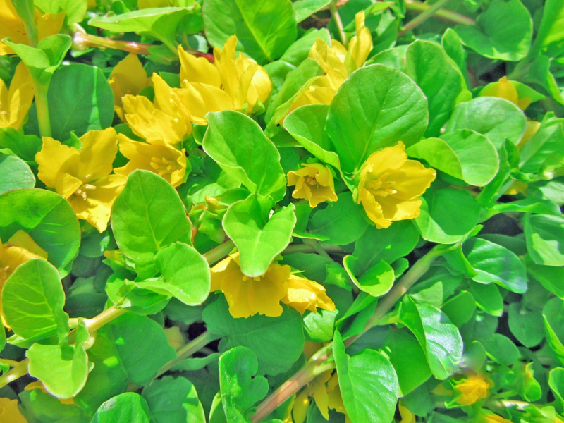 Pfennigkraut - Lysimachia nummularia